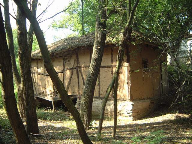 rasevica54